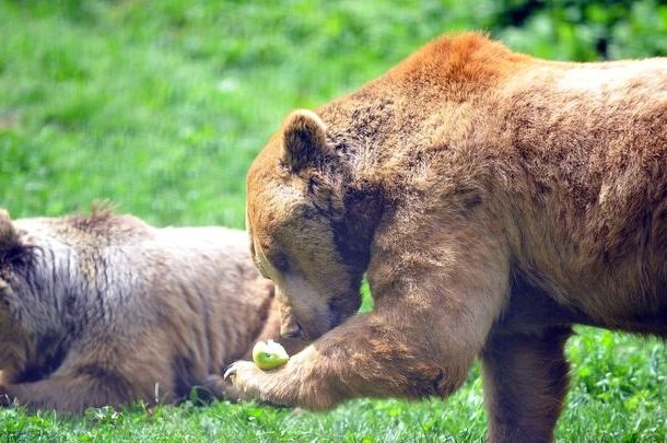 Toko roti membantu beruang cokelat bangun dari hibernasi di Türkiye’s Bursa