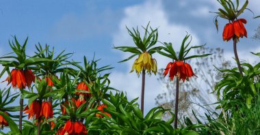 The "upside-down" tulips are seen in fields of eastern Van province, Türkiye, April 24, 2023. (DHA Photo)