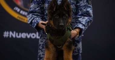 A German shepherd puppy sent by Türkiye is photographed upon arrival in Mexico, May 3, 2023. (AA Photo)