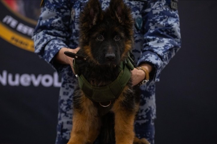 Türkiye sends puppy to Mexico in gratitude for heroic rescue dog Proteo