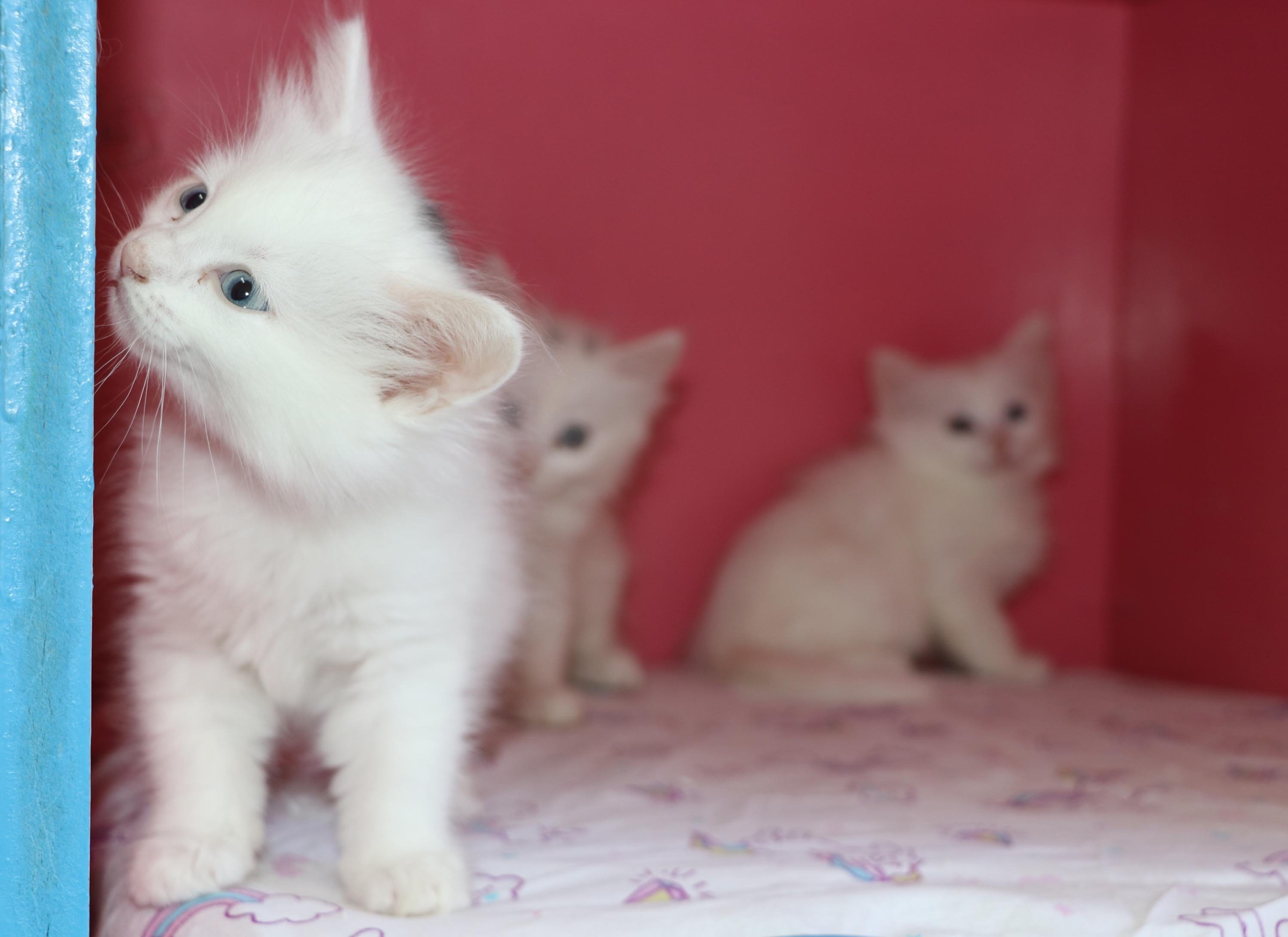 Salah satu anak kucing Mia mengintip dari sudut, Van, Türkiye timur, 4 Mei 2023. (Foto DHA)