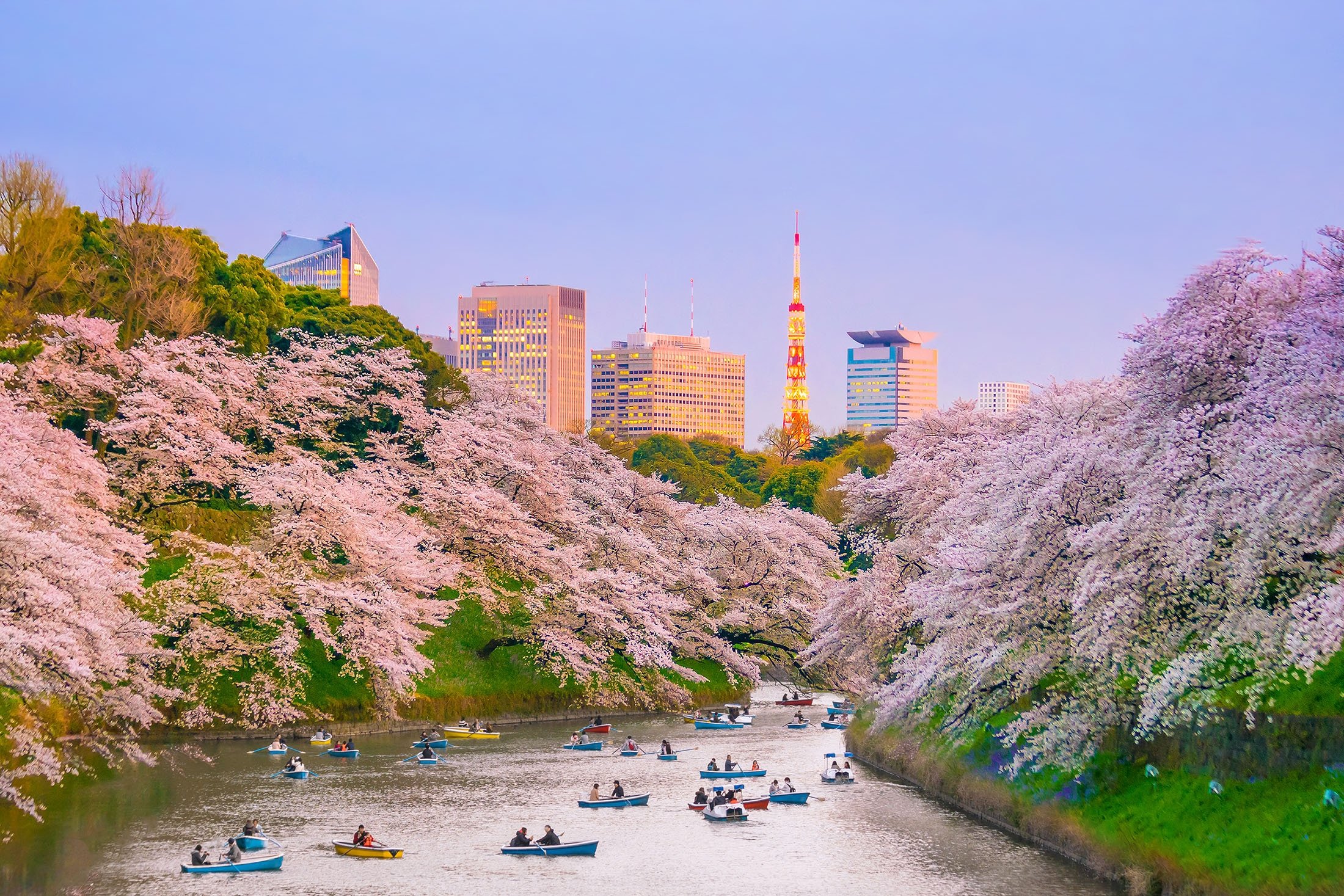 Bunga sakura menghiasi Taman Ueno, di Tokyo, Jepang.  (Foto Shutterstock)