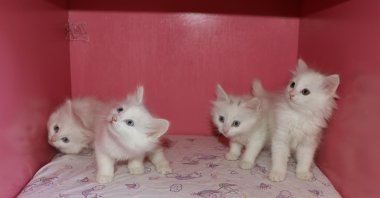 Four newborn kittens at Yüzüncü Yıl University&#039;s (YYÜ) Van Cat Research Center, Van, eastern Türkiye, May 4, 2023. (DHA Photo)