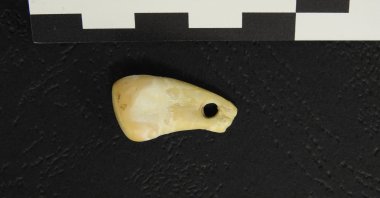 The pierced elk tooth discovered in the Denisova Cave in southern Siberia. (Reuters Photo)