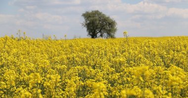 Canola fields are seen in northwestern Edirne, Türkiye, April 30, 2023. (IHA Photo)