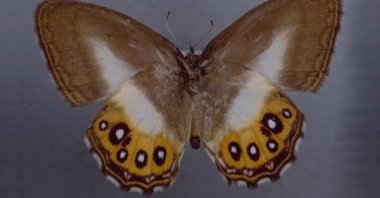 The butterfly named after &quot;The Lord of the Rings&quot; villain Sauron. (Photo courtesy of The Trustees of the Natural History Museum)