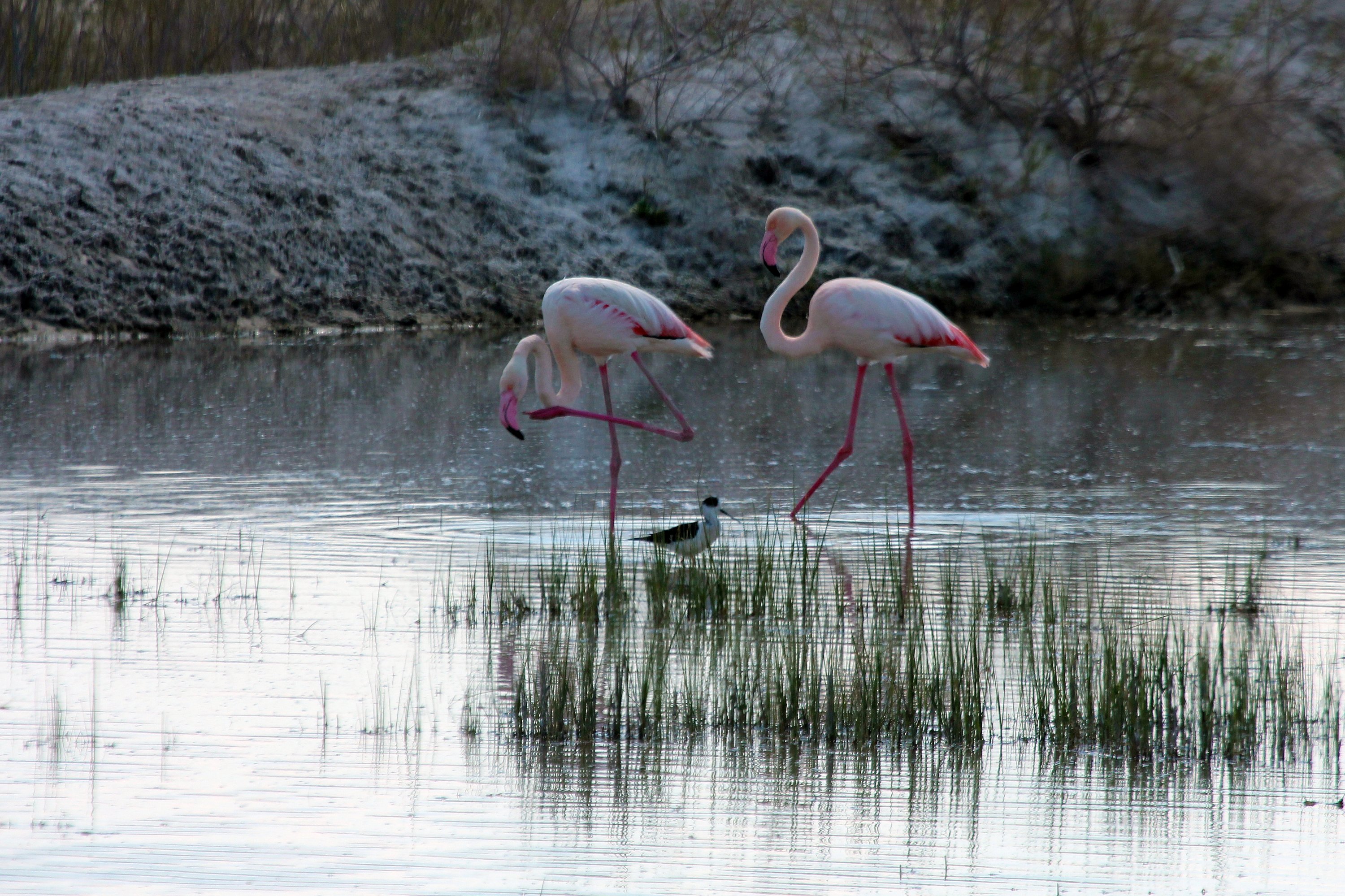 Flamingo berdiri di Danau Akgöl, Konya, Türkiye, 7 Mei 2023. (Foto AA)
