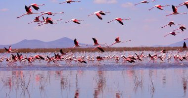 A general view of flamingos in Akgöl Lake, Konya, central Türkiye, May 7, 2023. (AA Photo)