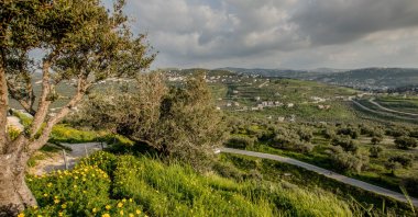 The green landscape and vineyards surrounding Sebastia archeological site in the occupied West Bank in this undated file photo. (Shutterstock File Photo)