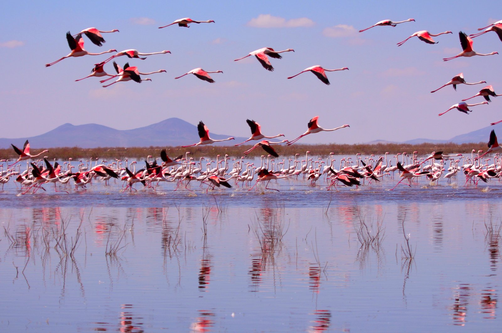 Danau Akgöl di Konya Türkiye menyambut kawanan flamingo yang memesona