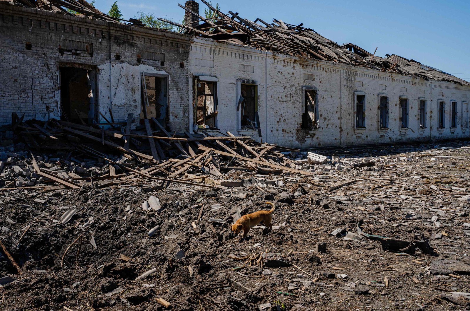 A dog walks on the debris of a destroyed building after an aerial bombing in the town of Orikhiv, in the Zaporizhzhia region, on May 7, 2023, amid the Russian invasion of Ukraine. (AFP Photo)