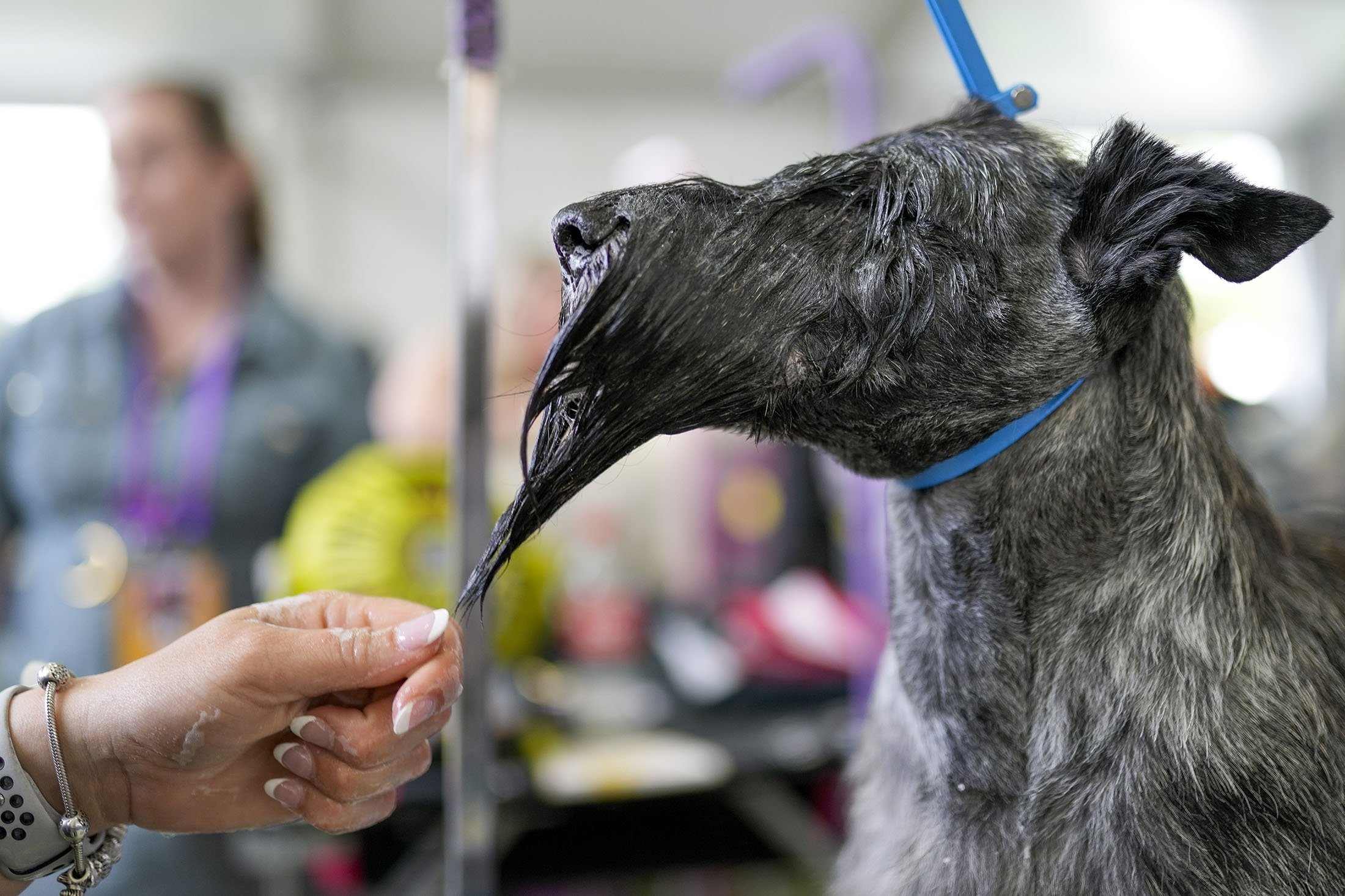 Seekor Scottish Terrier dimandikan selama pertunjukan Anjing Westminster Kennel Club ke-147, di New York, AS, 8 Mei 2023. (Foto AP)