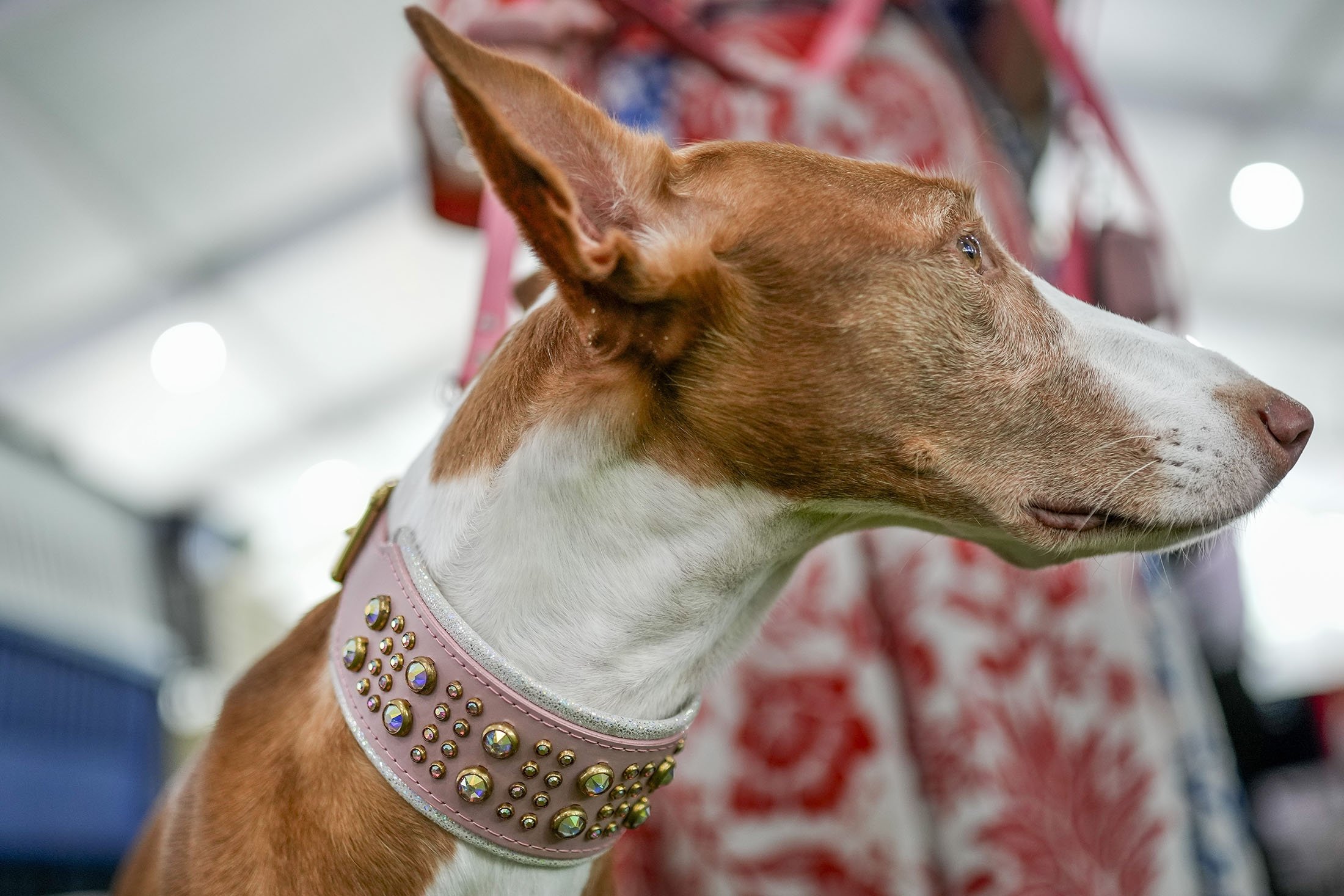 Alta, seekor Ibizan Hound, mengenakan kerah berhiaskan berlian di area kandang selama pertunjukan Anjing Westminster Kennel Club ke-147, di New York, AS, 8 Mei 2023. (Foto AP)
