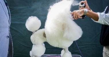 A miniature poodle is groomed before competing in breed judging during the 147th Westminster Kennel Club Dog show, in New York, U.S., May 8, 2023. (AP Photo)