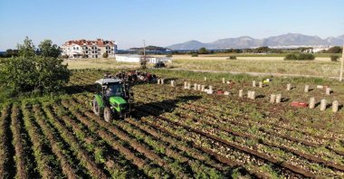 A tractor is seen on a farm in Muğla province's Datça district, southern Türkiye, May 2, 2023. (AA Photo)