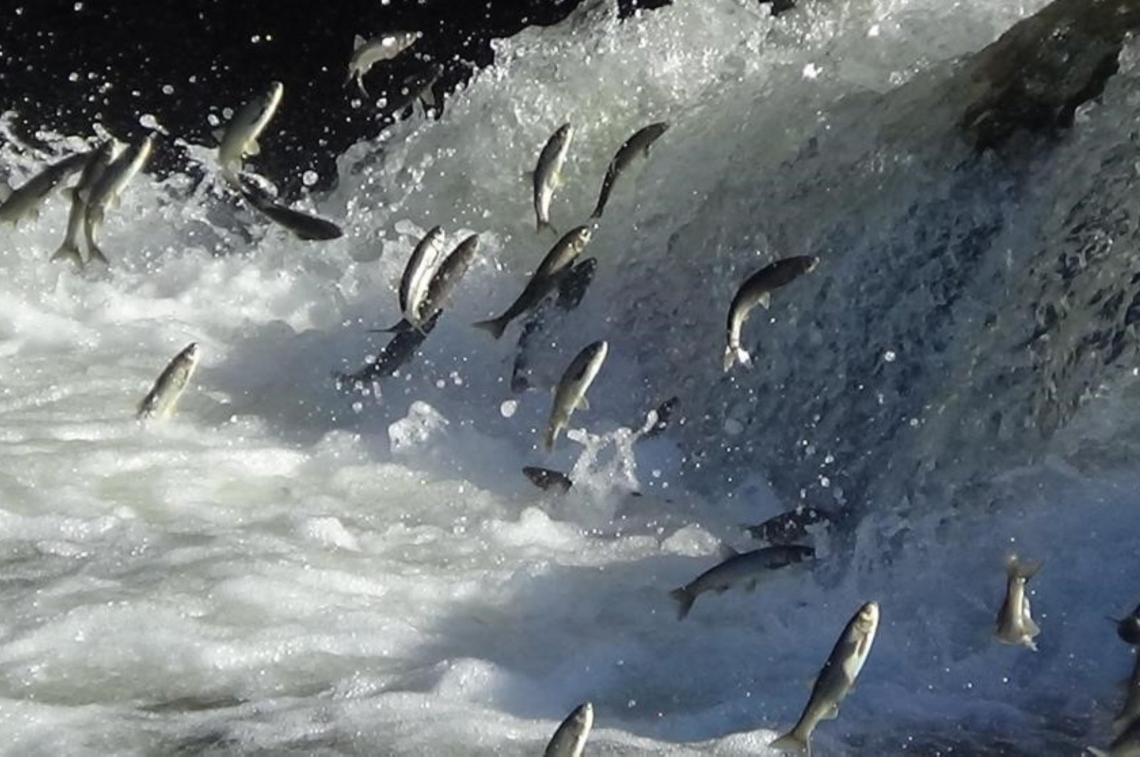Upstream journey of endemic mullet fish begins in Türkiye’s Lake Van