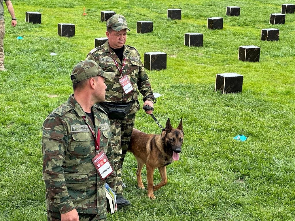 Seekor anjing pendeteksi narkotika terlihat pada tahap pertama kompetisi, Ankara, Türkiye, 9 Mei 2023. (Foto DHA)
