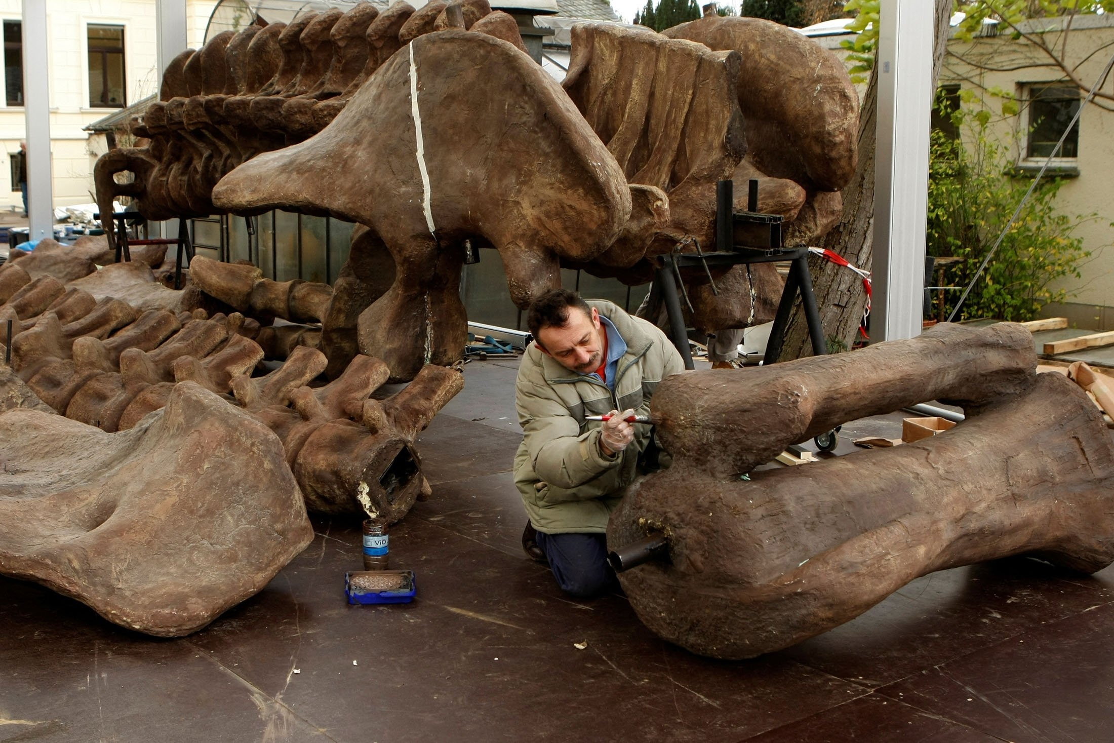 Seorang pekerja menyiapkan bagian dari kerangka Argentinosaurus di Museum Koenig di Bonn, Jerman, 25 November 2009. (Foto Reuters)