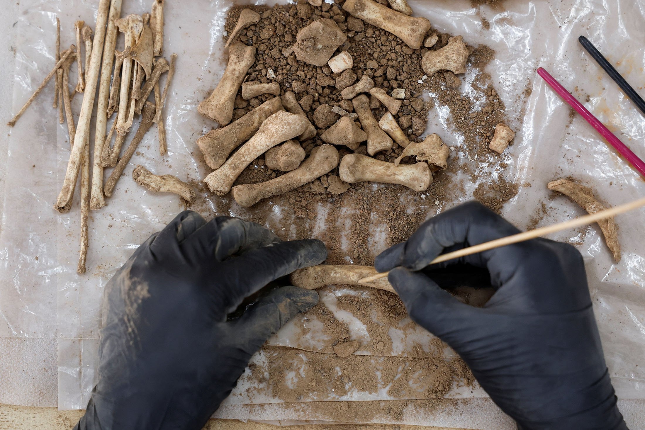 Реставратор Росіо Морон з археологічної компанії Tibicena працює з людськими останками, виявленими в печері на острові Гран-Канарія, Іспанія, 24 квітня 2023 року. (Фото Reuters)