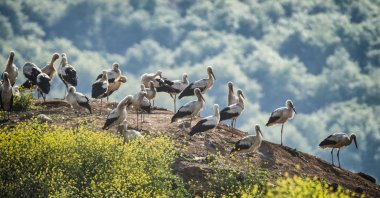 Storks, one of the migratory bird species are photographed in Istanbul, Türkiye, April 30, 2023. (AA Photo)