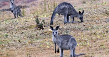 Kangaroos roam, in Merimbula, New South Wales, Australia, Jan. 6, 2020. (AFP Photo)