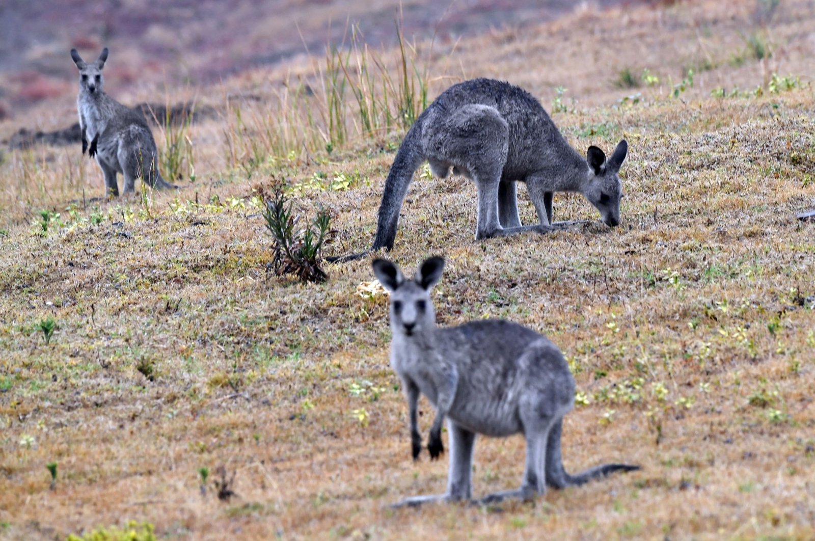 Mercy kill: Australia harus menembak kanguru untuk mencegah kelaparan