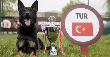 A specially trained sniffer dog named Nobel poses with his winning trophy after the three-day international competition, Ankara, Türkiye, May 11, 2023. (AA Photo)