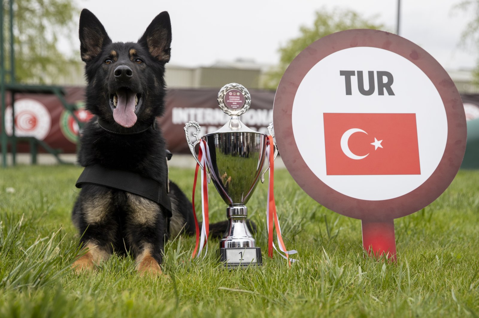Pup Nobel Türkiye memenangkan tempat pertama dalam kejuaraan anjing pelacak internasional