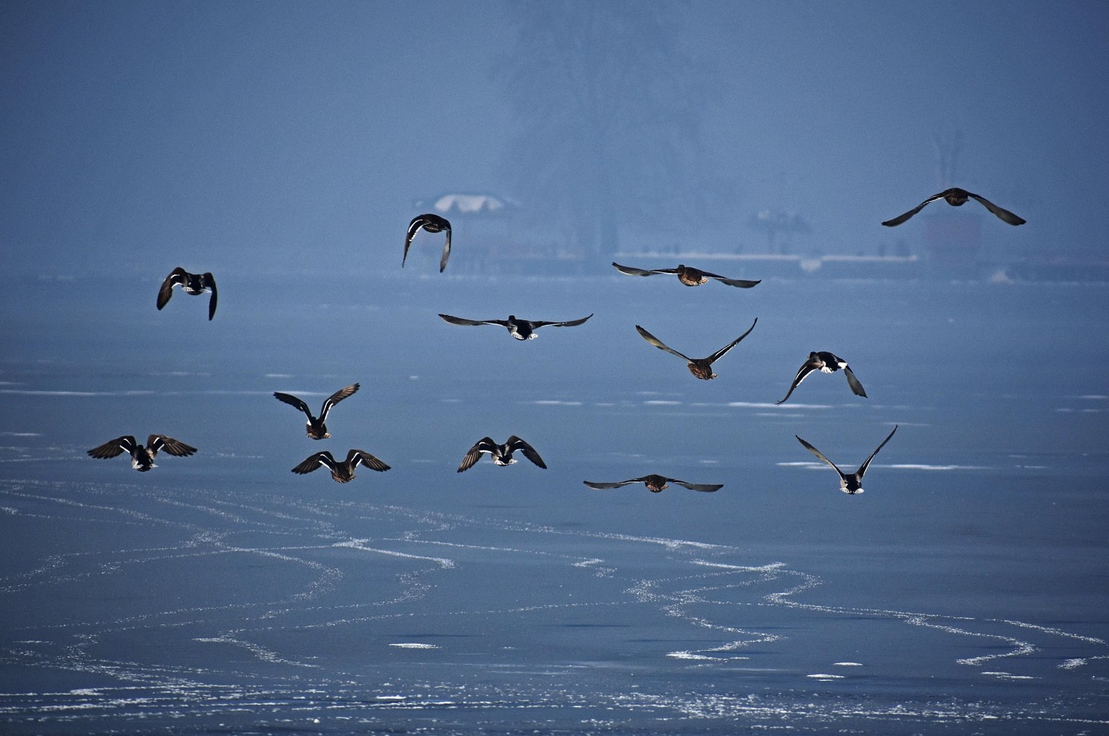 ‘Perubahan pola iklim memengaruhi migrasi burung’