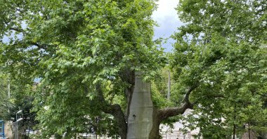 The 1,000-year-old tree in Izmit, Kocaeli, May 15, 2023. (IHA Photo)