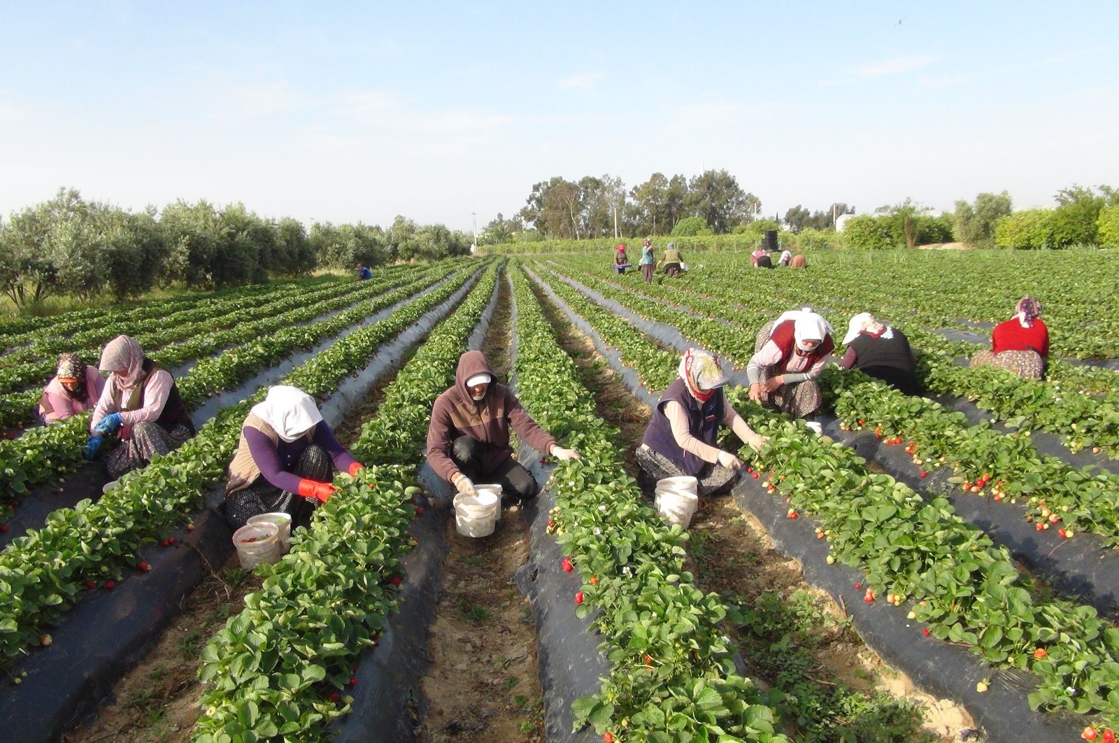 Farmers collect strawberries in Mersin province, southern Türkiye, April 20, 2023. (IHA Photo)