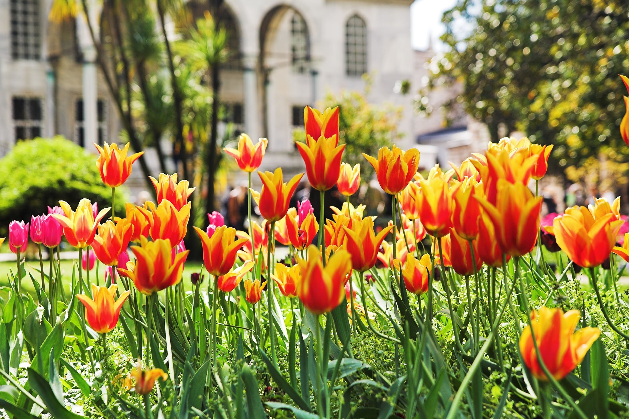 Tulip berwarna-warni di taman Istana Topkapı, di Istanbul, Türkiye.  (Foto Shutterstock)