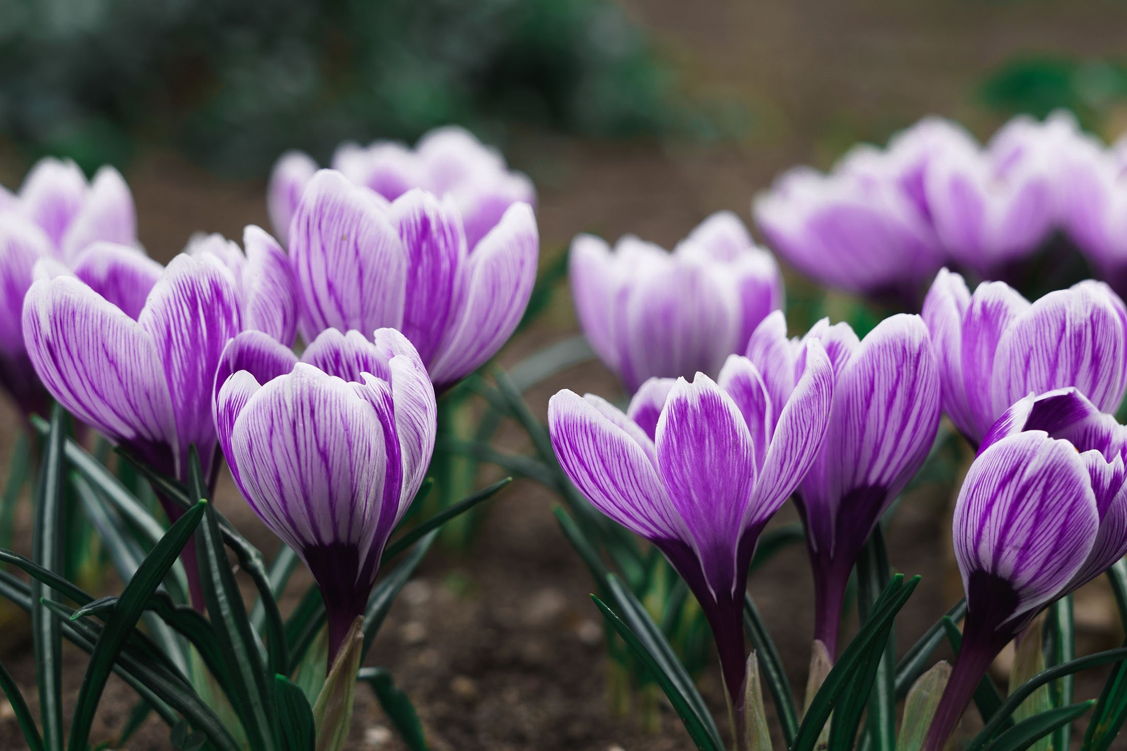 Meskipun arti dari setiap bunga berbeda dalam banyak budaya, mereka biasanya mewakili emosi positif.  (Foto Shutterstock)