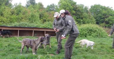 Police officers from the Nature and Animal Protection branch help stray dogs in Samsun, Türkiye, May 16, 2023. (IHA Photo)