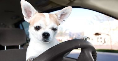 No chihuahua was harmed in the shooting of this photo. (Getty Images)