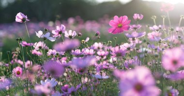 From birth to death flowers are a part of our lives and they play a big role with the meanings they carry. (Shutterstock Photo)