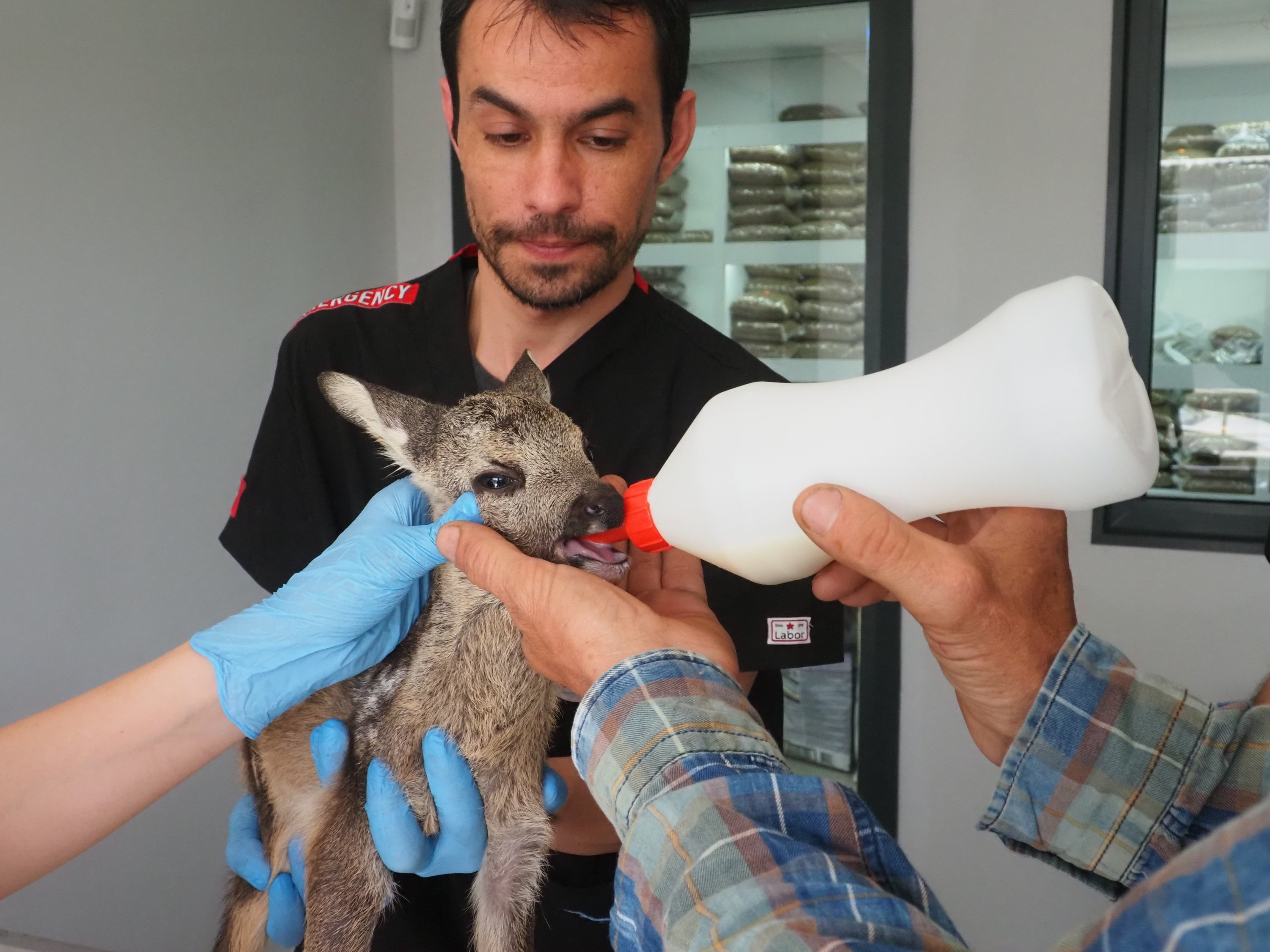 Anak rusa berusia 3 minggu diberi makan dengan botol di klinik hewan sebelum diserahkan ke Direktorat Taman Nasional Gunung Kaz, Balıkesir, Türkiye, 16 Mei 2023. (Foto AA)