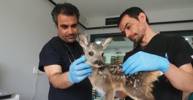 A 3-week-old fawn was treated in a special veterinary clinic before being handed over to the Mount Kaz National Parks Directorate, Balıkesir, Türkiye, May 16, 2023. (AA Photo)