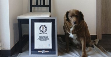 This image provided by Guinness World Records shows Bobi. Guinness World Records says the world’s oldest dog recently celebrated his 31st birthday. Bobi&#039;s owner says a party was held Saturday, May 13, 2023 for the purebred Rafeiro do Alentejo, a breed of Portuguese dog. (AP Photo)