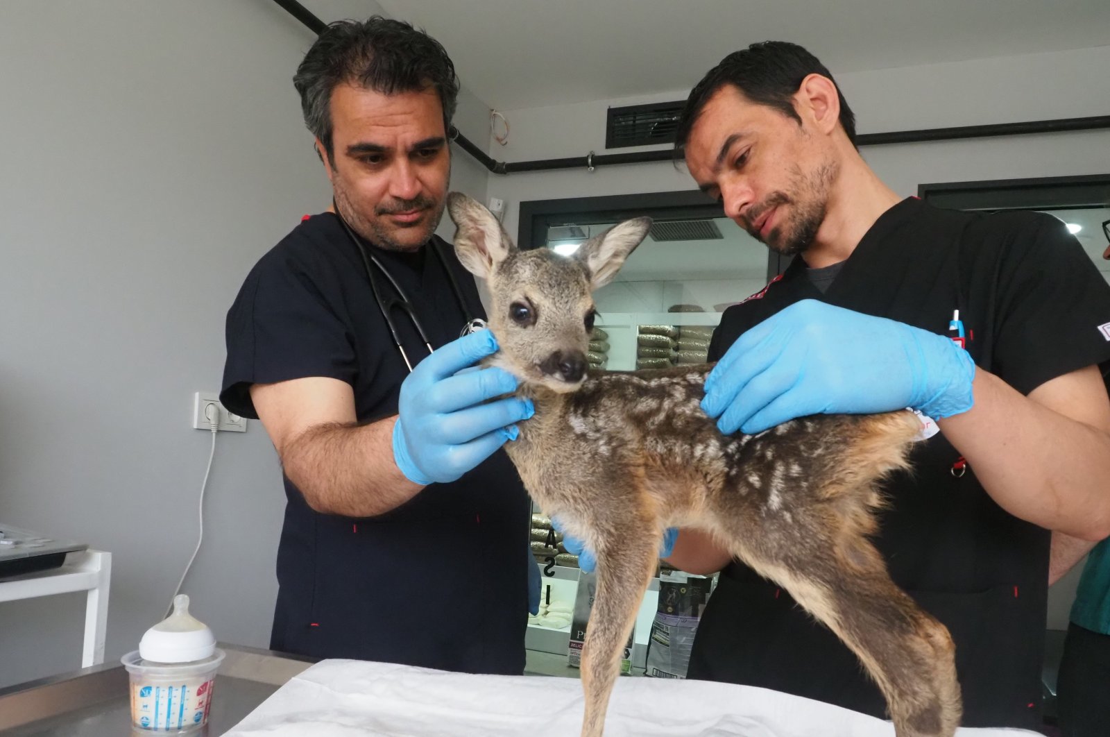 A 3-week-old fawn was treated in a special veterinary clinic before being handed over to the Mount Kaz National Parks Directorate, Balıkesir, Türkiye, May 16, 2023. (AA Photo)