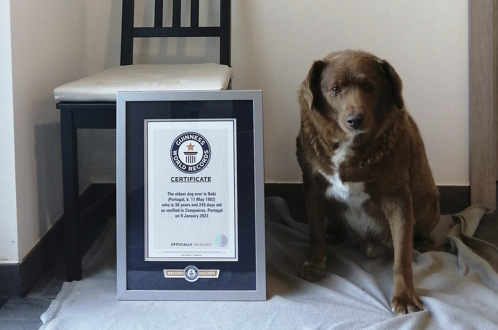 This image provided by Guinness World Records shows Bobi. Guinness World Records says the world’s oldest dog recently celebrated his 31st birthday. Bobi&#039;s owner says a party was held Saturday, May 13, 2023 for the purebred Rafeiro do Alentejo, a breed of Portuguese dog. (AP Photo)