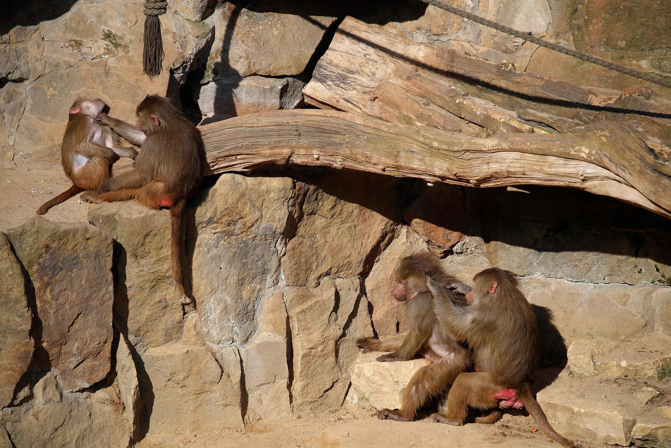 Baboons overcome childhood trauma with friends in adulthood: Study | Daily  Sabah