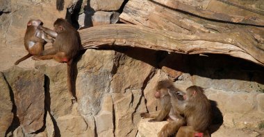 Baboons groom each other as they rest in the sun in their enclosure of the Zoologischer Garten zoo in Berlin, Germany, March 17, 2020. (AFP Photo)
