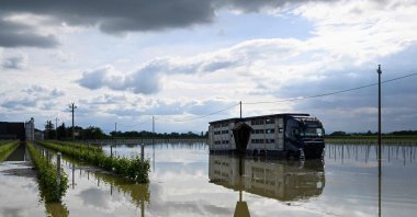 Pigs are transported by truck from the flooded Benfenati farm to a dry location in the town of Lugo after heavy rains caused flooding across Italy's northern Emilia Romagna region, May 18, 2023. (AFP Photo)