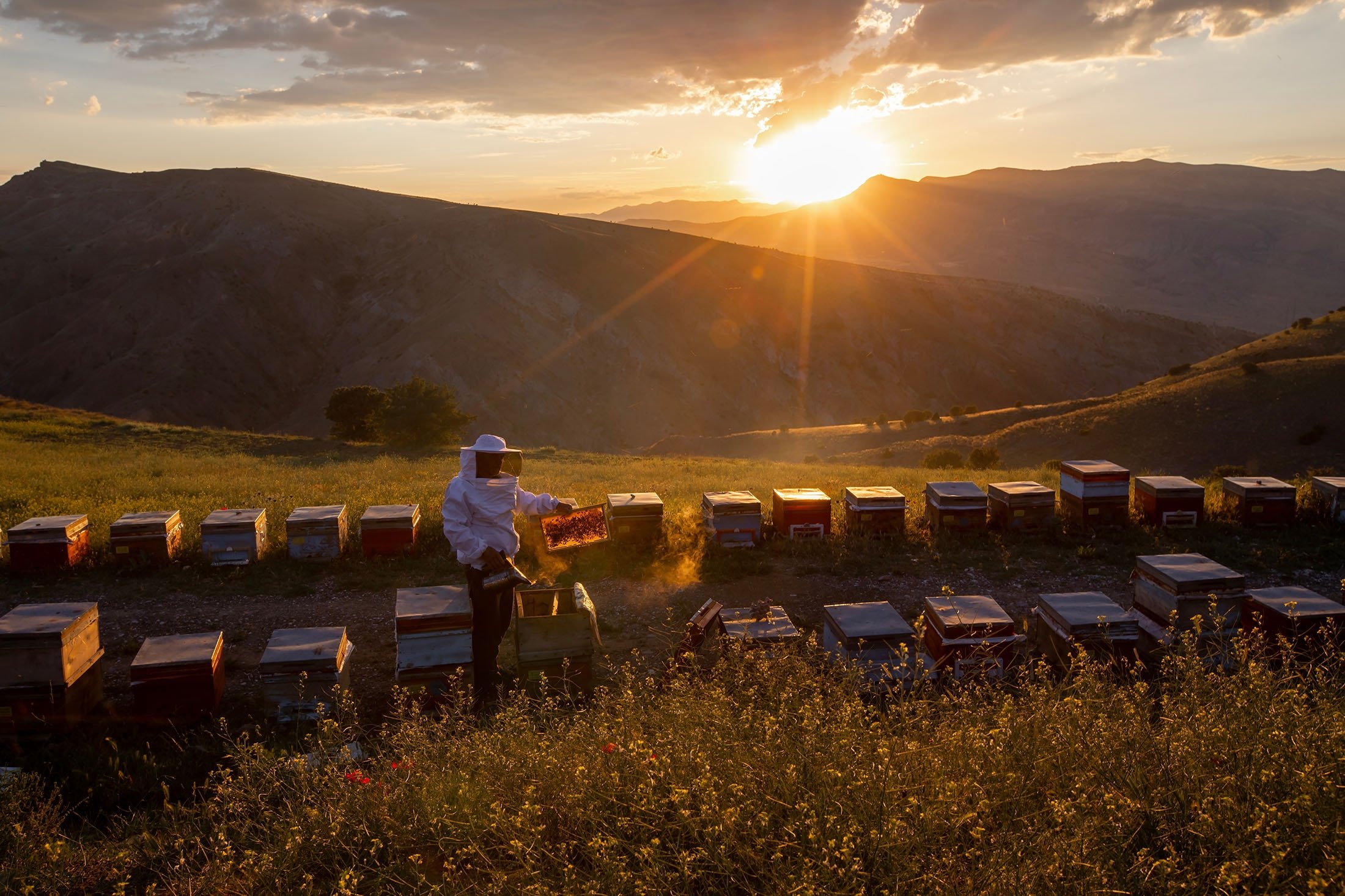 Seorang peternak lebah memegang sel madu, di Erzincan, Türkiye, 30 Juni 2022. (Foto Shutterstock)