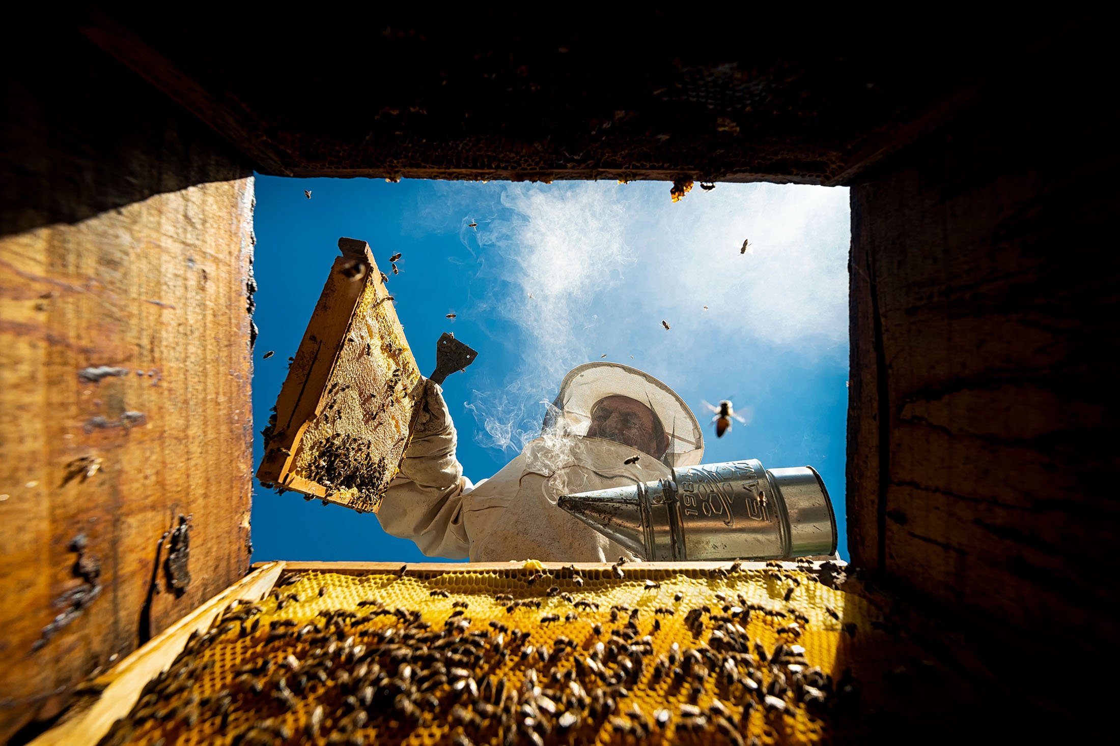 Seorang peternak lebah menerima madu dari sarangnya, di Yozgat, Türkiye, 15 Agustus 2020. (Foto Shutterstock)
