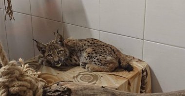 The lynx cub after treatment and rehabilitation at Ankara University's Faculty of Veterinary Medicine, Türkiye, May 19, 2023. (AA Photo)