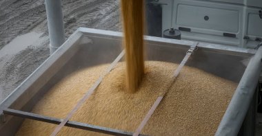 A load of corn is poured into a truck, at a grain storage facility in the village of Bilohiria, Khmelnytskyi region, Ukraine, April 19, 2023. (Reuters Photo)