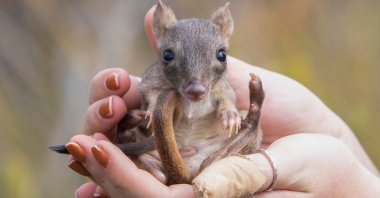 Researcher Chloe Frick holds a juvenile male brush-tailed bettong on the southern Yorke Peninsula, Australia, Feb 28, 2023. (AFP Photo)
