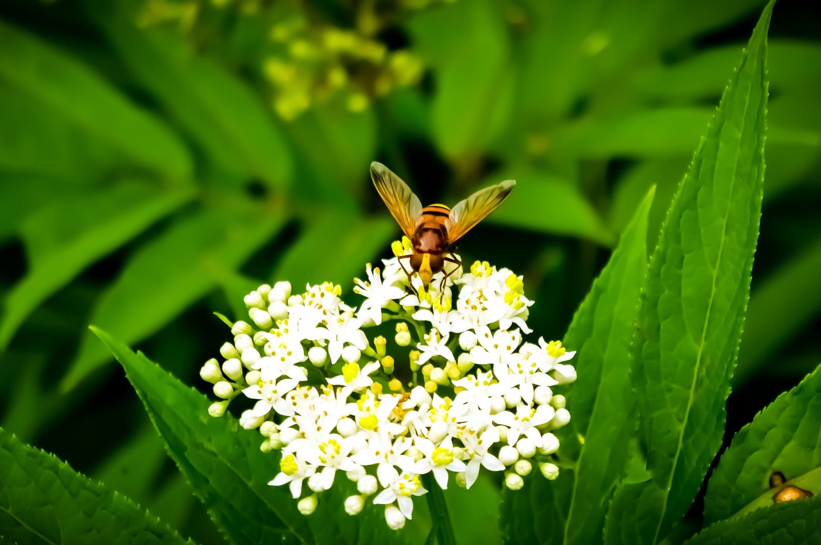 A bee on a white flower in the forest, in Uzungöl, Trabzon, Türkiye. (Shutterstock Photo)